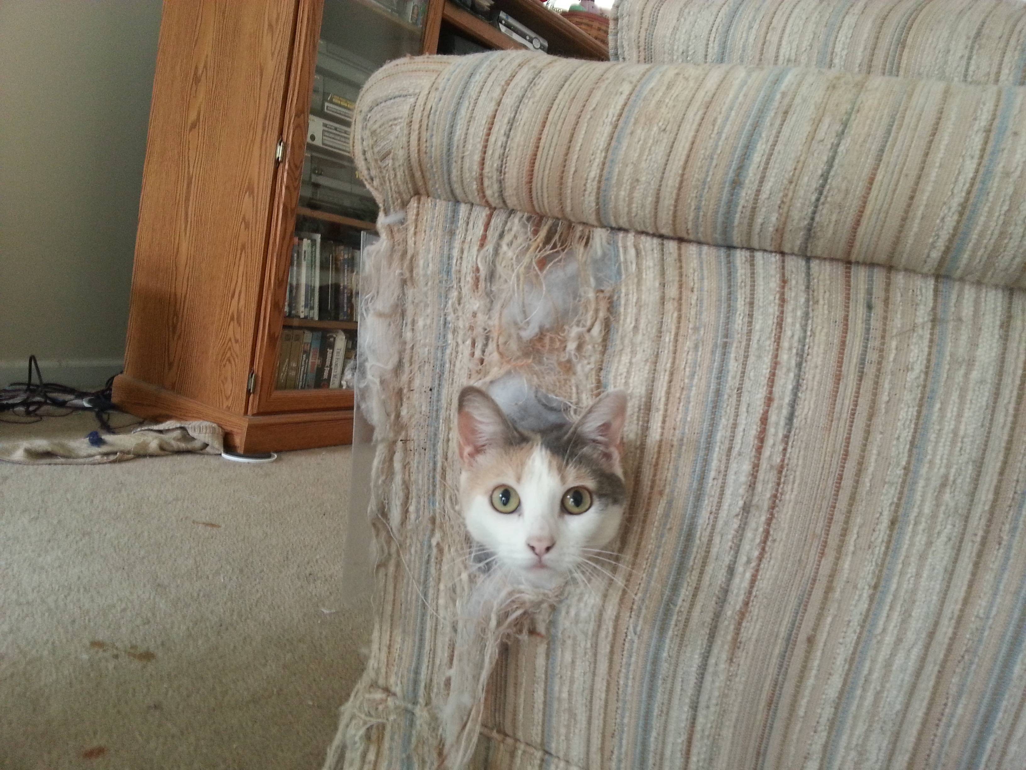 Коты портят. Кошка подрала диван. Кот в квартире. Нашкодивший кот. Кот ободрал диван.